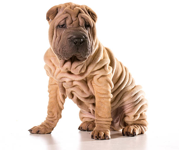 chinese shar pei stock photo