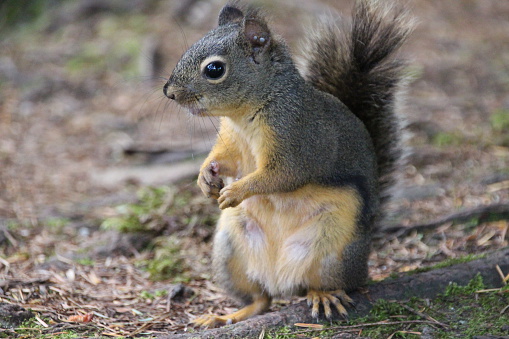 Douglas Squirrel (Tamiasciurus douglasii) with blood engorged ticks on its ear.