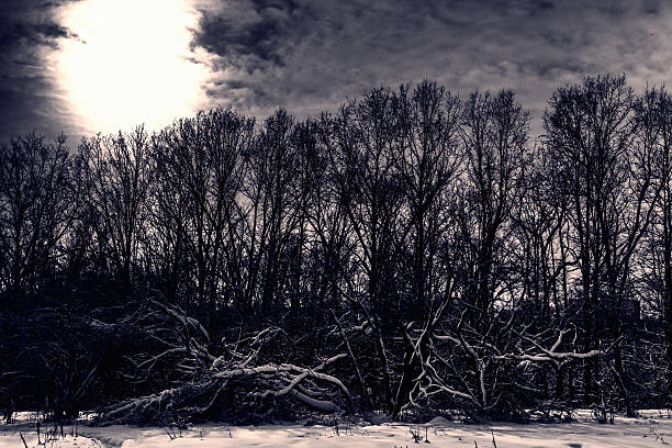 Monochromatic image of a scary dense forest, seen on a cloudy day.
