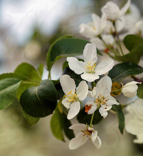 Apple trees in bloom stock photo