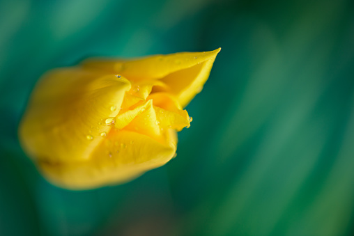 A bright yellow tulip covered in water droplets against a defocused green background