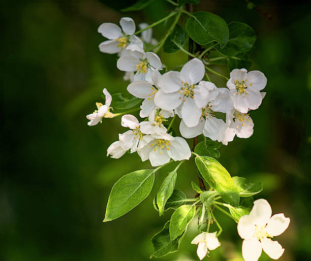 Apple trees in bloom stock photo