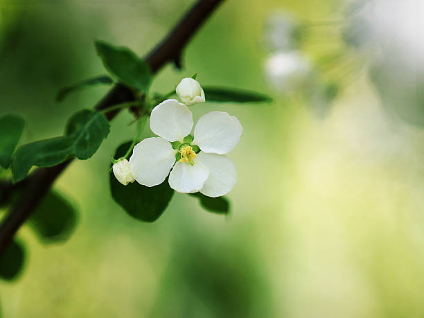 Apple trees in bloom stock photo