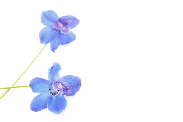 istock Blue delphinium flowers isolated on white background 520777466