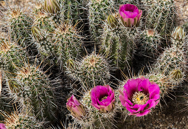 cato flores - single flower flower cactus hedgehog cactus imagens e fotografias de stock
