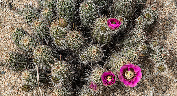 цветы кактуса - single flower flower cactus hedgehog cactus стоковые фото и изображения