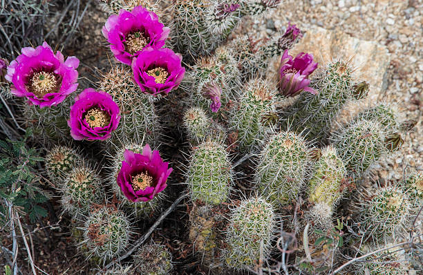 кактус цветы - single flower flower cactus hedgehog cactus стоковые фото и изображения