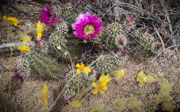 cato flores - single flower flower cactus hedgehog cactus imagens e fotografias de stock