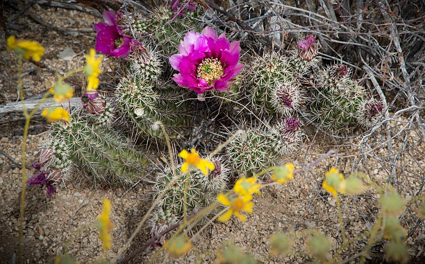 цветы кактуса - single flower flower cactus hedgehog cactus стоковые фото и изображения