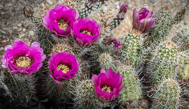 cato flores - cactus hedgehog cactus flower desert imagens e fotografias de stock