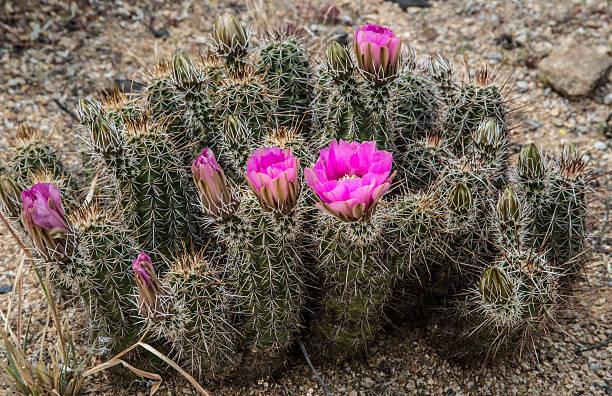 cato flores - single flower flower cactus hedgehog cactus imagens e fotografias de stock