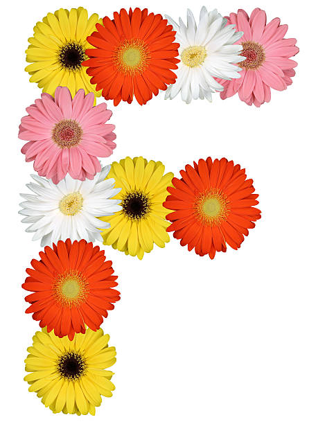 istock Letter F alphabet from flowers isolated on white 520778304