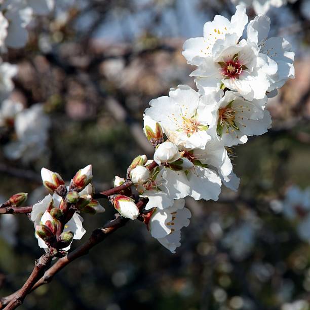 istock Almond tree flowers and blossoms 520779462