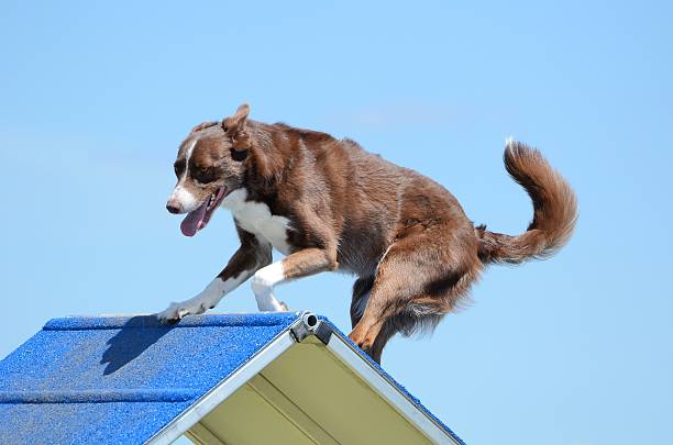 istock Border Collie at a Dog Agility Trial 520779614