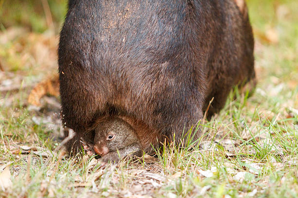 vombate australiano que transportem um bebê na sua bolsa - common wombat imagens e fotografias de stock