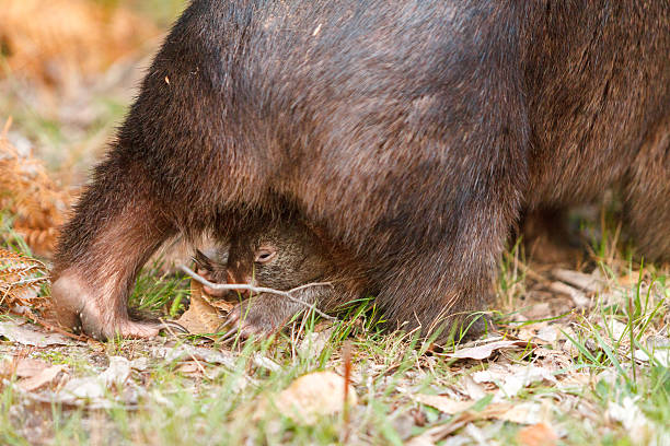 vombate australiano que transportem um bebê na sua bolsa - common wombat imagens e fotografias de stock