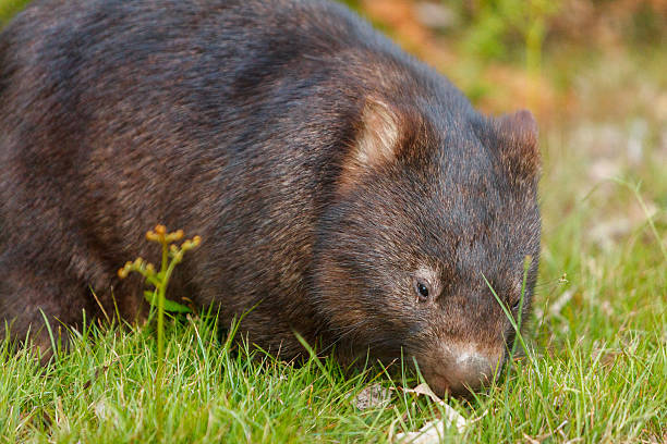 istock Australian wombat  carrying a baby in her pouch 520780460