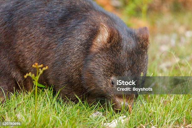 Australian Wombat Carrying A Baby In Her Pouch Stock Photo - Download Image  Now - Cradle Mountain, Animal, Animal Hair - iStock