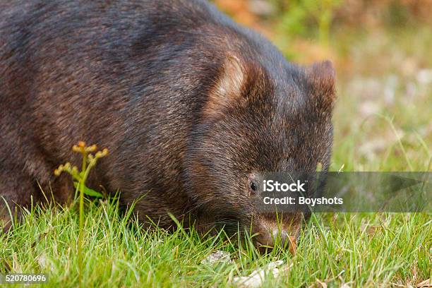 Australian Wombat Carrying A Baby In Her Pouch Stock Photo - Download Image Now - Cradle Mountain, Animal, Animal Hair - iStock Australian Wombat Carrying A Baby In Her Pouch Stock Photo - Download Image Now - Cradle Mountain, Animal, Animal Hair - iStock