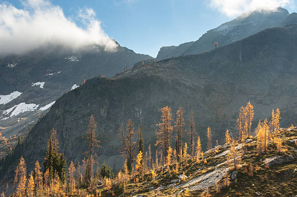 istock Fall Color Larches in the North Cascades 520785773