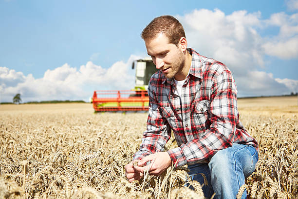 istock Farmer checking crop with combine harvester behind 520786635