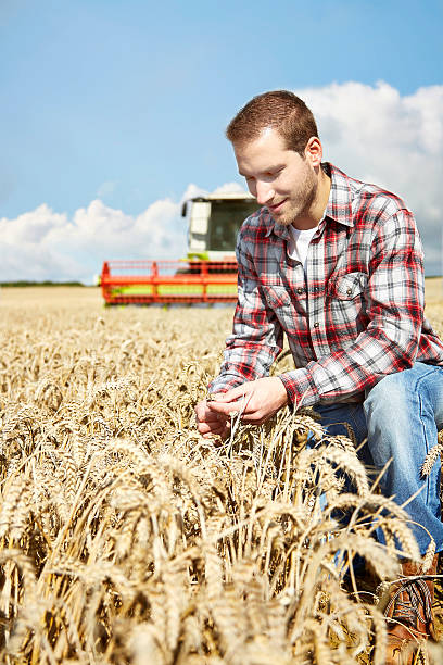 istock Farmer checking crop with combine harvester behind 520786681