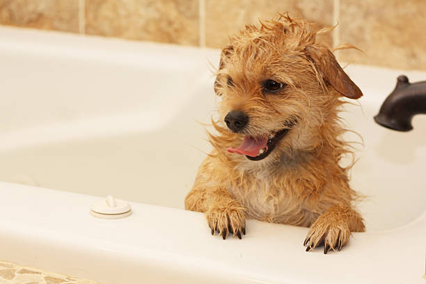 istock Puppy in the Bathtub 520787705