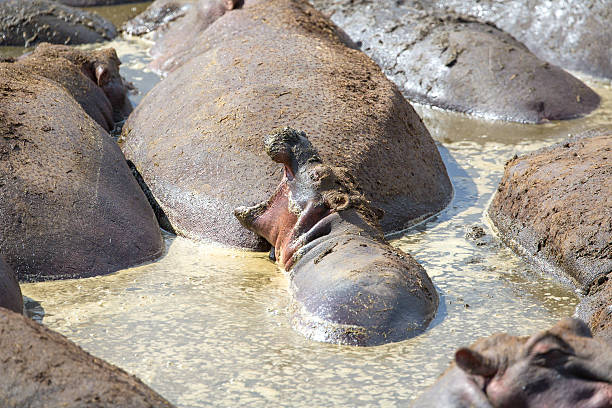 młody hippo śpi z otwartymi ustami - hippopotamus animal teeth large dirty zdjęcia i obrazy z banku zdjęć