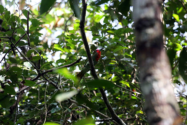 Indonesia: Red-bearded Bee-eater in Way Kambas A Red-bearded Bee-eater (Nyctyornis amictus) perched on a branch in the rainforest of the Way Kambas National Park in Sumatra. red bearded bee eater nyctyornis amictus stock pictures, royalty-free photos & images