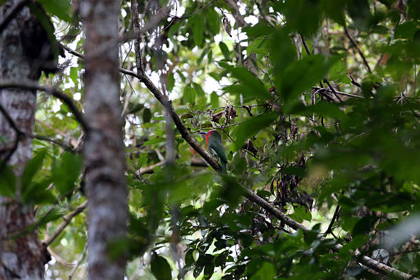 Indonesia: Red-bearded Bee-eater in Way Kambas A Red-bearded Bee-eater (Nyctyornis amictus) perched on a branch in the rainforest of the Way Kambas National Park in Sumatra. red bearded bee eater nyctyornis amictus stock pictures, royalty-free photos & images