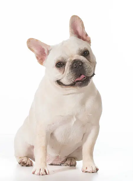 french bulldog puppy sitting on white background