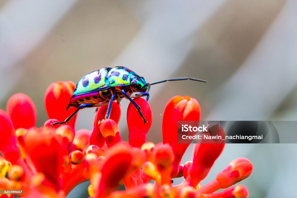 Licheee Insect Lychee Shield Bug Stock Photo - Download Image Now - iStock