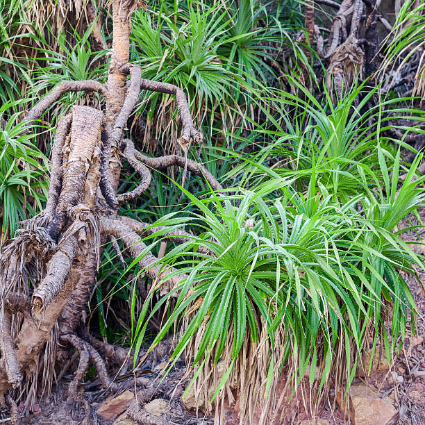 istock tree  pandanus in the natural environment, India, closeup 520789797