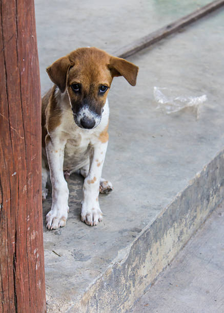 istock Thai Stray Puppy Dog 520790203