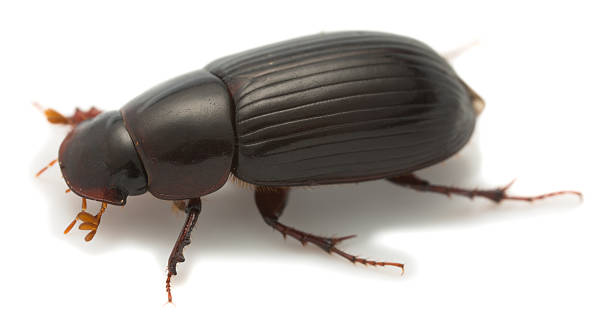 istock Night-flying dung beetle, Aphodius rufipes isolated on white background 520790866