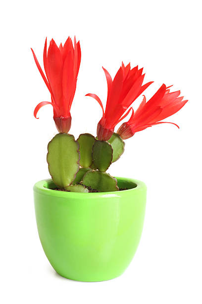 cacto natal.  schlumbergera. - flower pot potted plant cactus single flower - fotografias e filmes do acervo