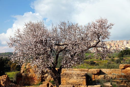 An almond tree with the branches full of flowers and blossom in the valley of the temple at Agrigento; Sicily. Italy.