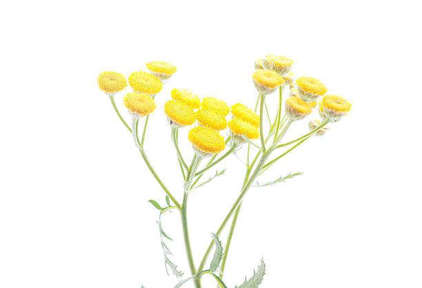 istock tansy flowers on a white background 520793409