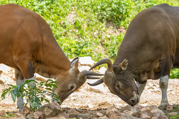playing the tease of banteng or southeast asian bull