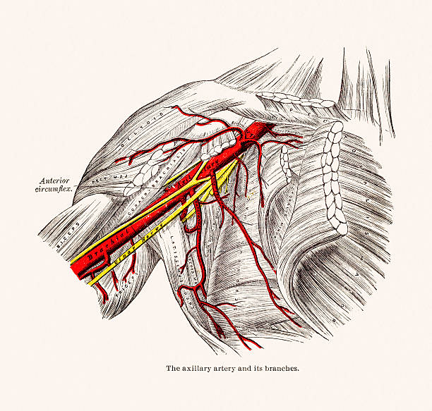 겨드랑이 동맥 혈관 해부구조 19 세기 디스트리토 일러스트 - dissection stock illustrations