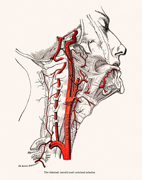2200 Carotid Artery Stock Photos Pictures Royalty Biology Diagrams