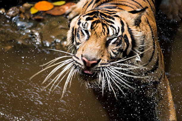 Sumatran Tiger Shaking stock photo