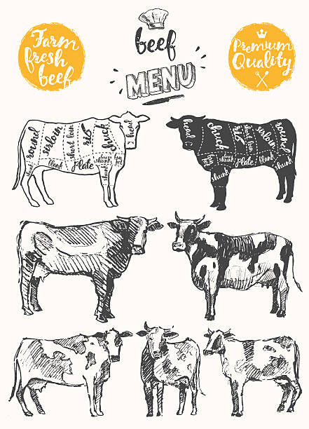 ilustraciones, imágenes clip art, dibujos animados e iconos de stock de vintage menú de cortes de carne de res llamado vector de esquema - dibujo-de-vaca