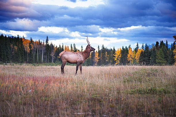 wapiti - eco turism стоковые фото и изображения