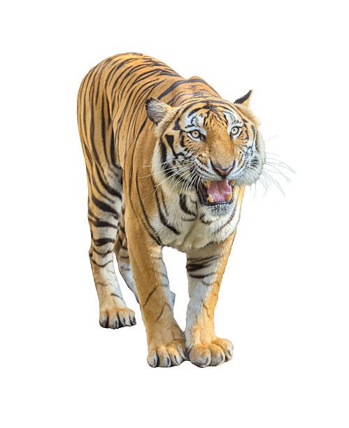 istock tiger isolated on white background with clipping path. 520795640