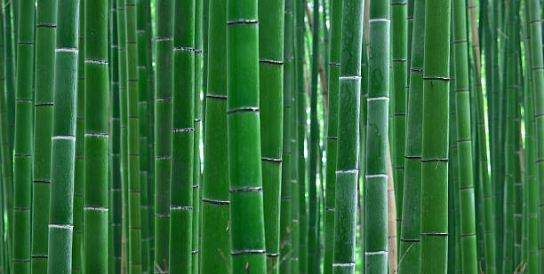 arvoredo de bambú - bamboo grove imagens e fotografias de stock