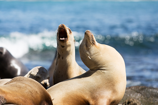 group of sea lions at the rocky beach in california