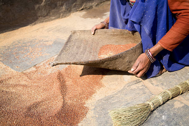 istock Indian woman winnowing ragi with pannier 520798036