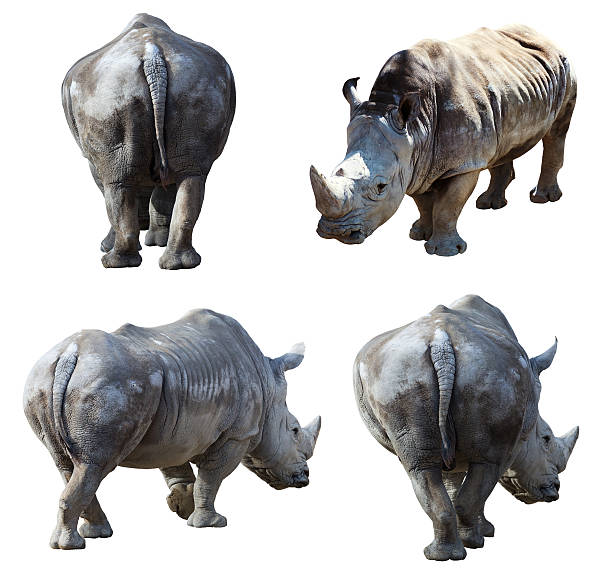 istock Set of  white rhinoceros 520800138