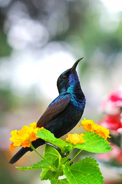purple sunbird male with beatiful colors and background